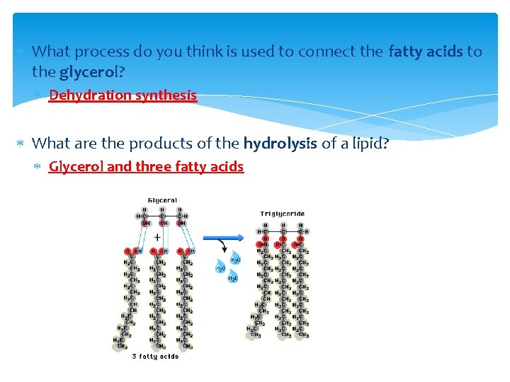  What process do you think is used to connect the fatty acids to