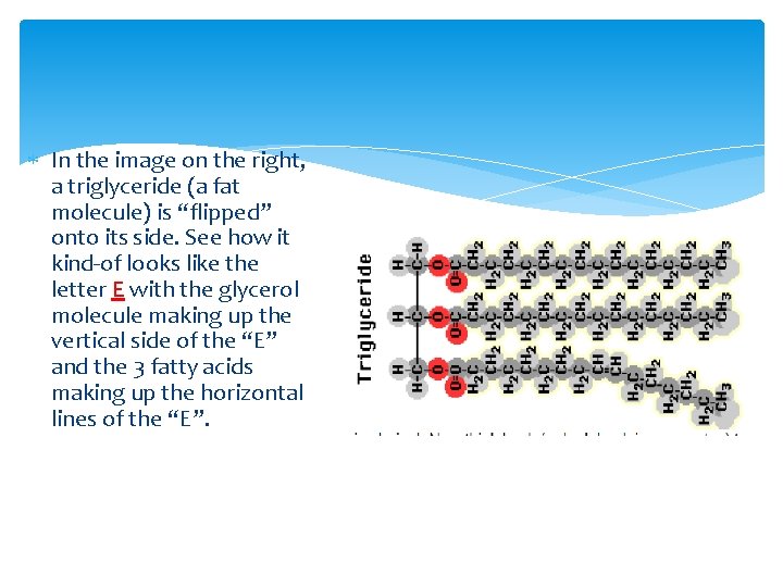  In the image on the right, a triglyceride (a fat molecule) is “flipped”