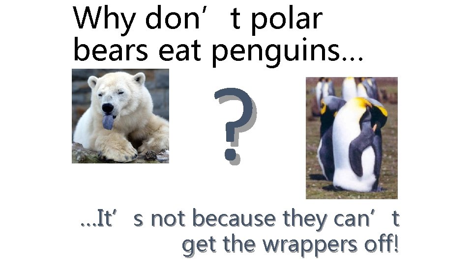 Why don’t polar bears eat penguins… ? …It’s not because they can’t get the
