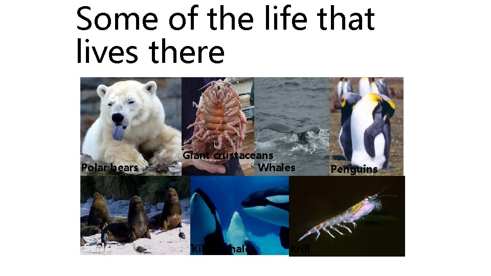 Some of the life that lives there Polar bears Seals Giant crustaceans Whales Killer