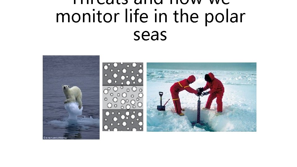Threats and how we monitor life in the polar seas 
