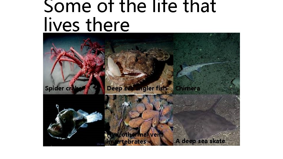 Some of the life that lives there Spider crabs Deep sea angler fish Chimera