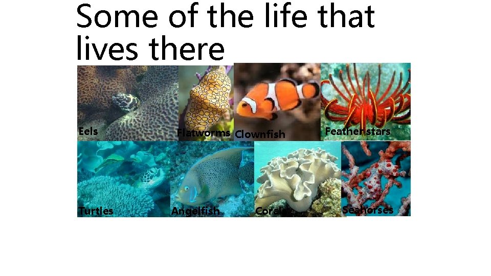 Some of the life that lives there Eels Turtles Flatworms Clownfish Angelfish Corals Feather