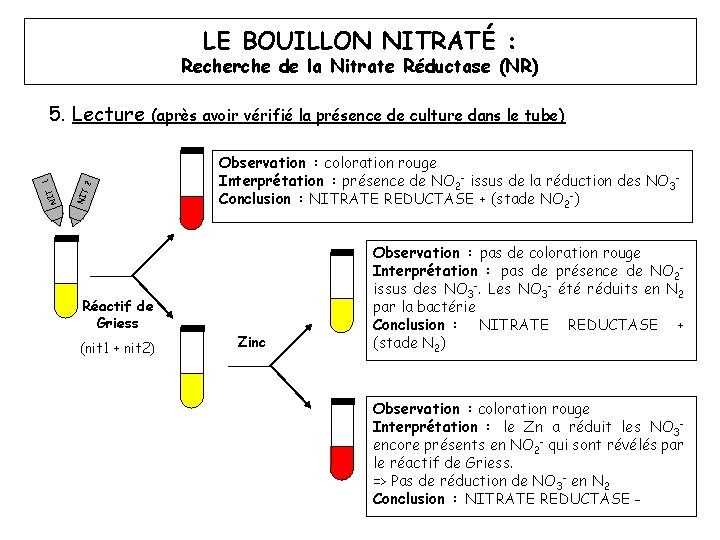 LE BOUILLON NITRATÉ : Recherche de la Nitrate Réductase (NR) 2 (après avoir vérifié