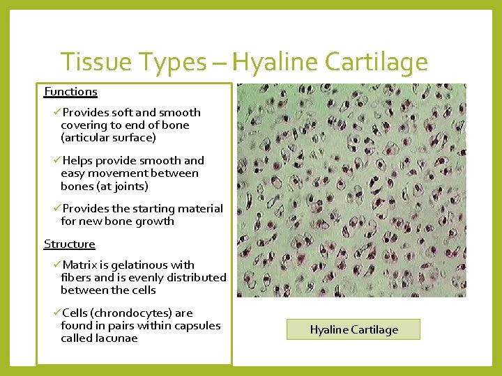 Tissue Types – Hyaline Cartilage Functions üProvides soft and smooth covering to end of