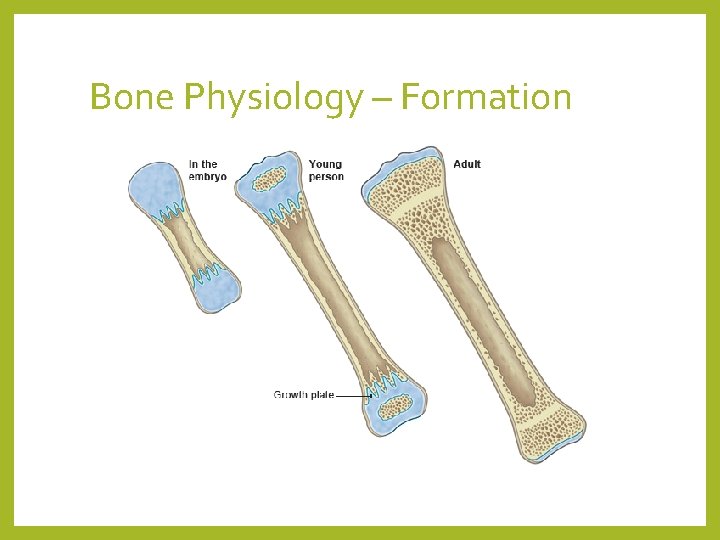 Bone Physiology – Formation 