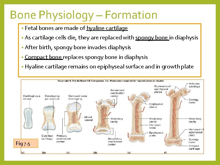 Bone Physiology – Formation • Fetal bones are made of hyaline cartilage • As