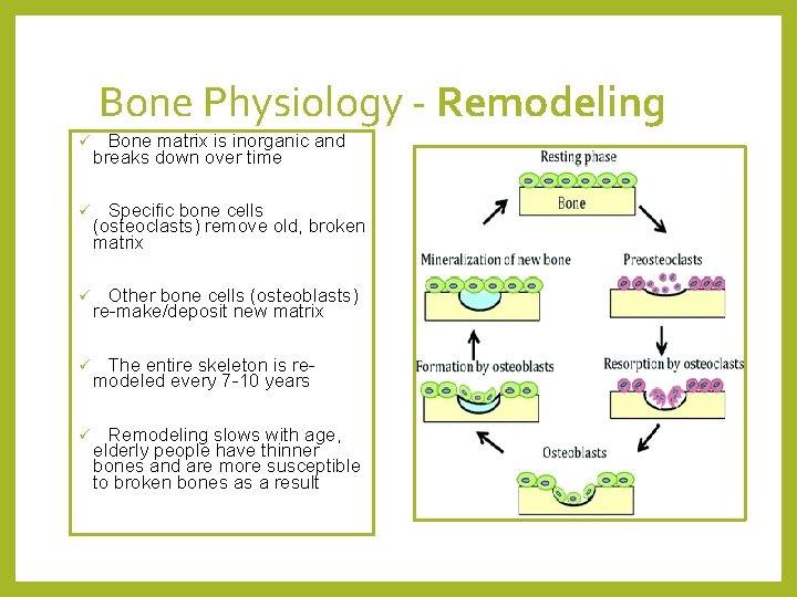 Bone Physiology - Remodeling ü Bone matrix is inorganic and breaks down over time