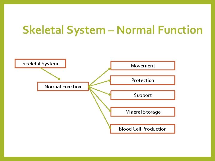 Skeletal System – Normal Function Skeletal System Normal Function Movement Protection Support Mineral Storage