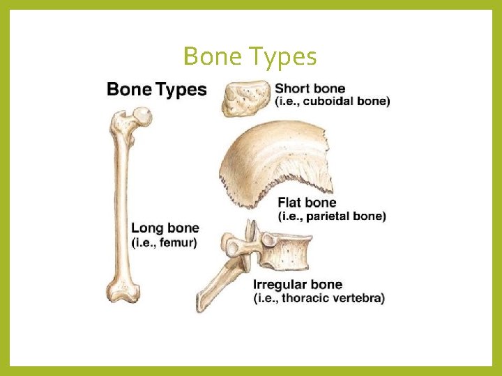 Bone Types 