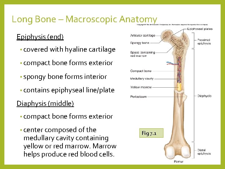 Long Bone – Macroscopic Anatomy Epiphysis (end) • covered with hyaline cartilage • compact