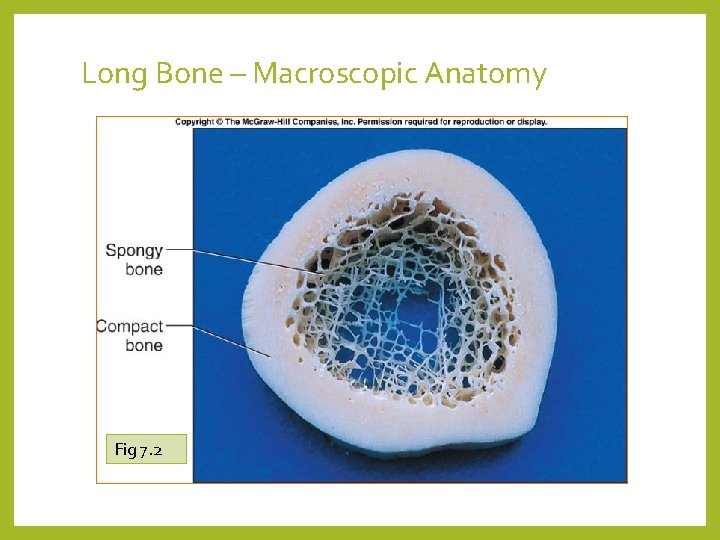 Long Bone – Macroscopic Anatomy Fig 7. 2 