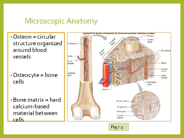 Microscopic Anatomy • Osteon = circular structure organized around blood vessels • Osteocyte =