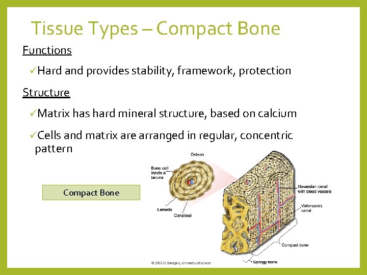 Tissue Types – Compact Bone Functions üHard and provides stability, framework, protection Structure üMatrix