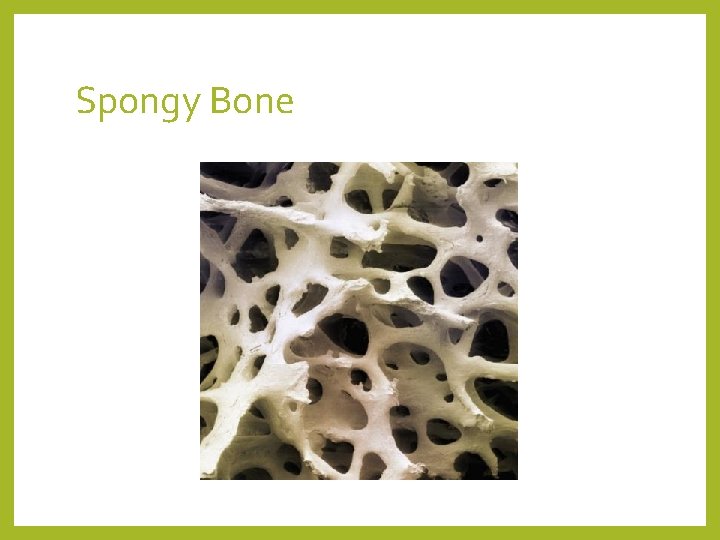 Spongy Bone 