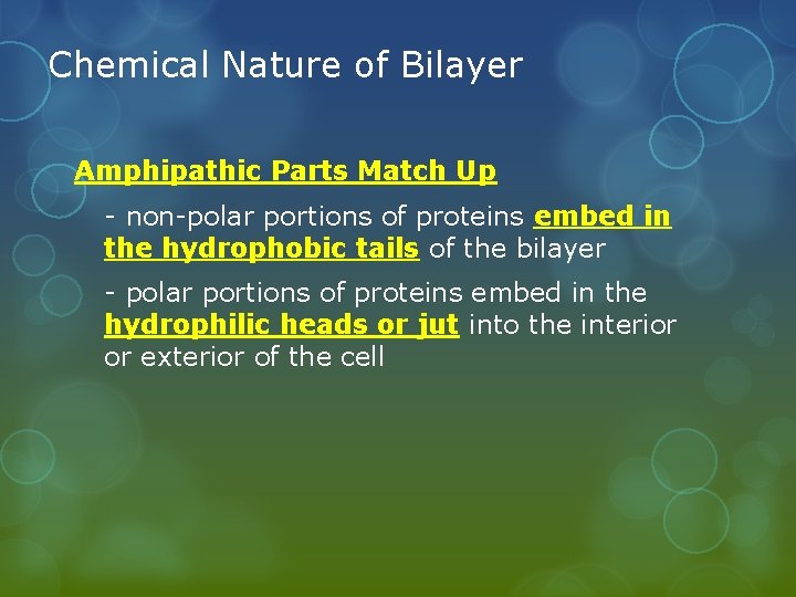 Chemical Nature of Bilayer Amphipathic Parts Match Up - non-polar portions of proteins embed