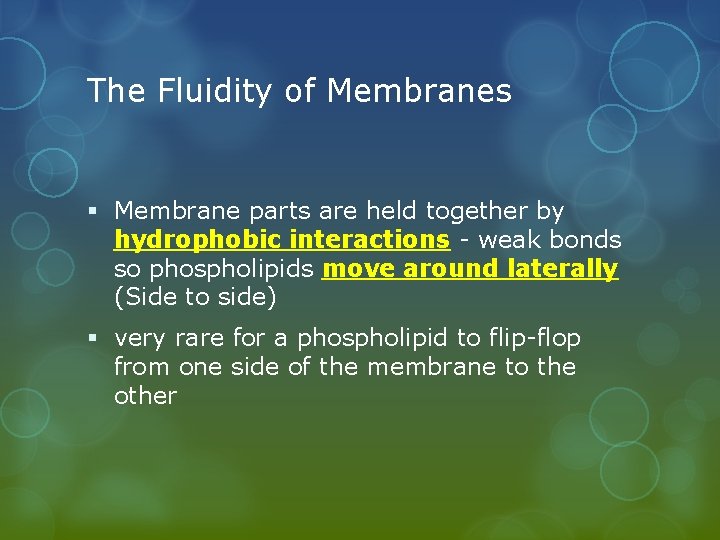 The Fluidity of Membranes § Membrane parts are held together by hydrophobic interactions -