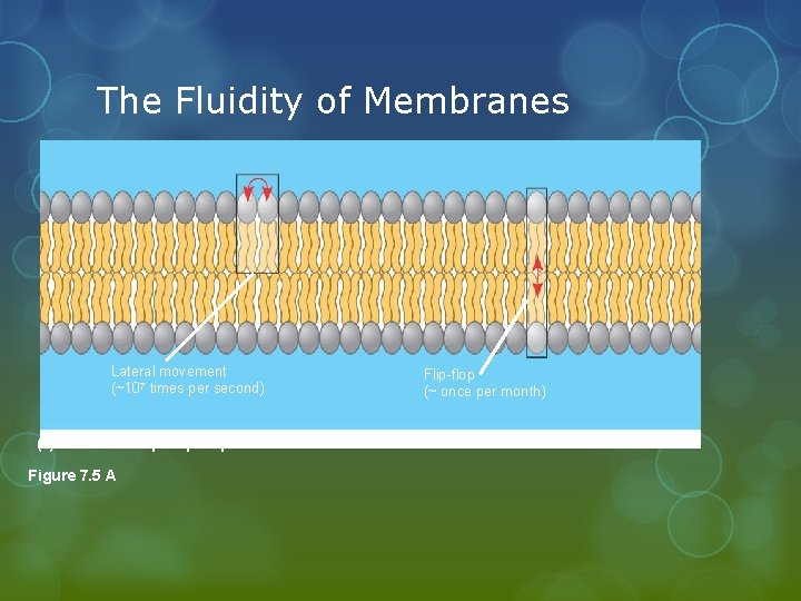 The Fluidity of Membranes Lateral movement (~107 times per second) (a) Movement of phospholipids