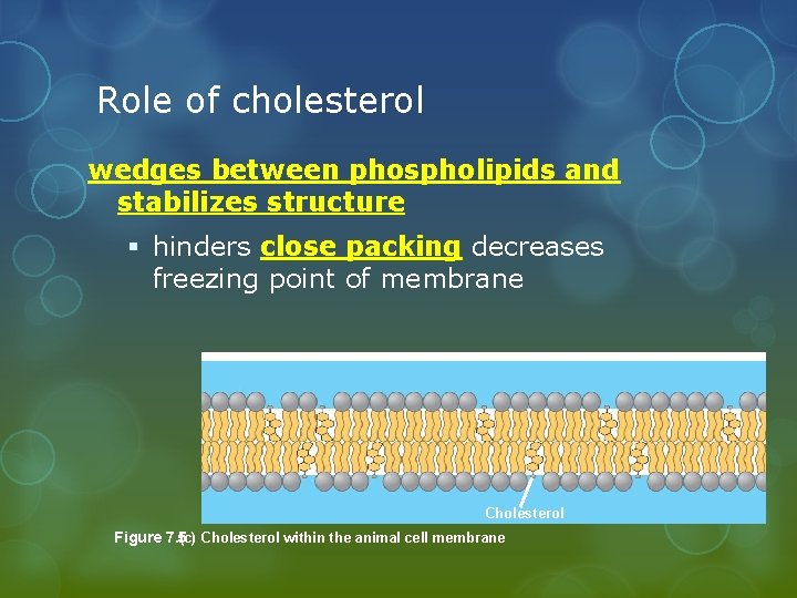 Role of cholesterol wedges between phospholipids and stabilizes structure § hinders close packing decreases