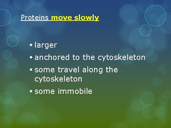 Proteins move slowly § larger § anchored to the cytoskeleton § some travel along