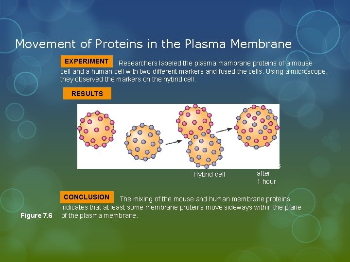 Movement of Proteins in the Plasma Membrane EXPERIMENT Researchers labeled the plasma mambrane proteins