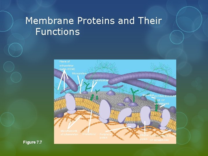 Membrane Proteins and Their Functions Fibers of extracellular matrix (ECM) Glycoprotein Carbohydrate Glycolipid EXTRACELLULAR