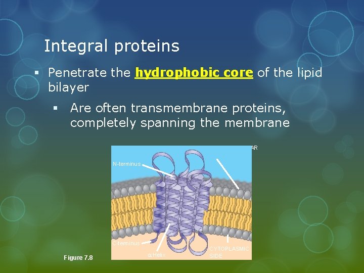 Integral proteins § Penetrate the hydrophobic core of the lipid bilayer § Are often