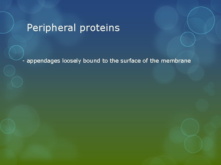 Peripheral proteins - appendages loosely bound to the surface of the membrane 