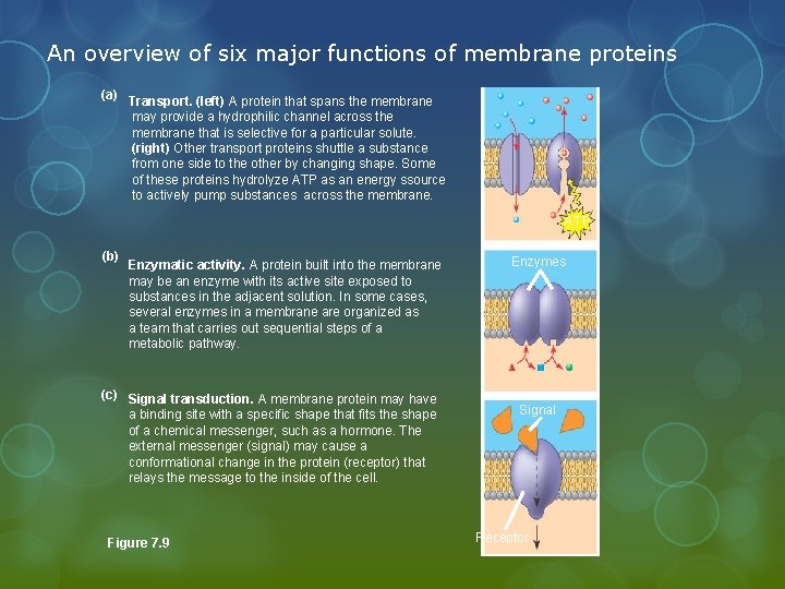 An overview of six major functions of membrane proteins (a) Transport. (left) A protein