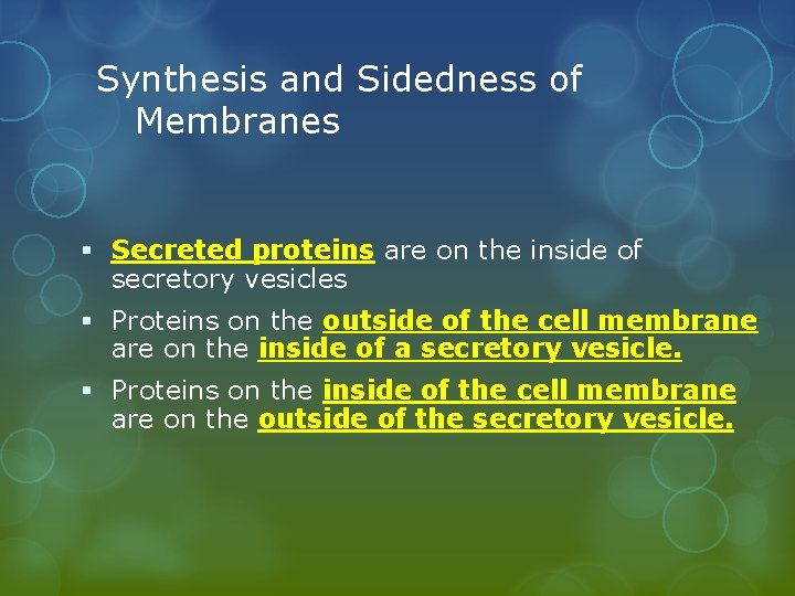 Synthesis and Sidedness of Membranes § Secreted proteins are on the inside of secretory
