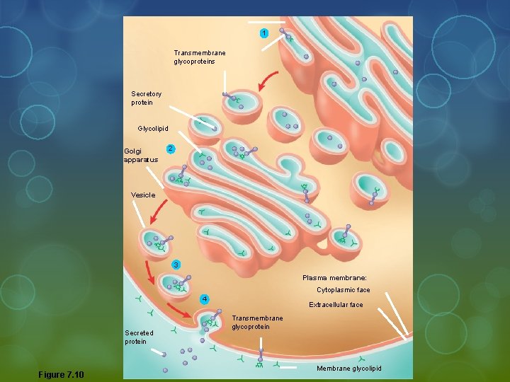 1 Transmembrane glycoproteins Secretory protein ER Glycolipid Golgi apparatus 2 Vesicle 3 Plasma membrane: