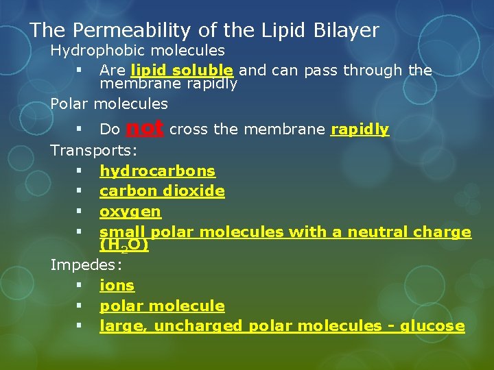 The Permeability of the Lipid Bilayer Hydrophobic molecules § Are lipid soluble and can