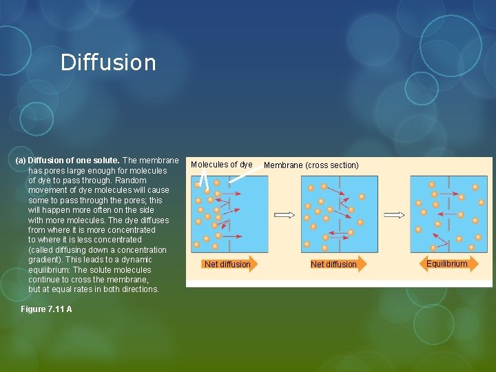 Diffusion (a) Diffusion of one solute. The membrane has pores large enough for molecules