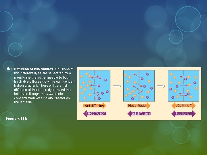 (b) Diffusion of two solutes. Solutions of two different dyes are separated by a