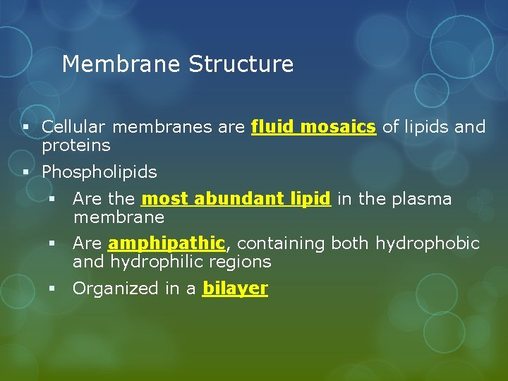 Membrane Structure § Cellular membranes are fluid mosaics of lipids and proteins § Phospholipids