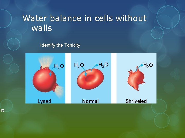 . 13 Water balance in cells without walls Identify the Tonicity H 2 O