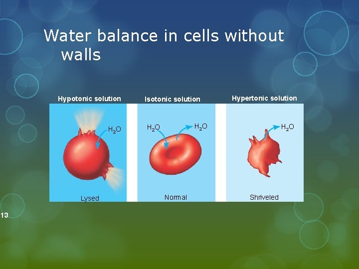 . 13 Water balance in cells without walls Hypotonic solution H 2 O Lysed