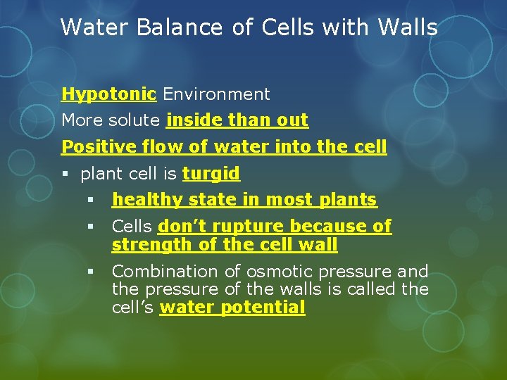 Water Balance of Cells with Walls Hypotonic Environment More solute inside than out Positive