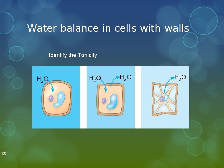 . 13 Water balance in cells with walls Identify the Tonicity H 2 O