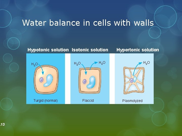 . 13 Water balance in cells with walls Hypotonic solution Isotonic solution H 2