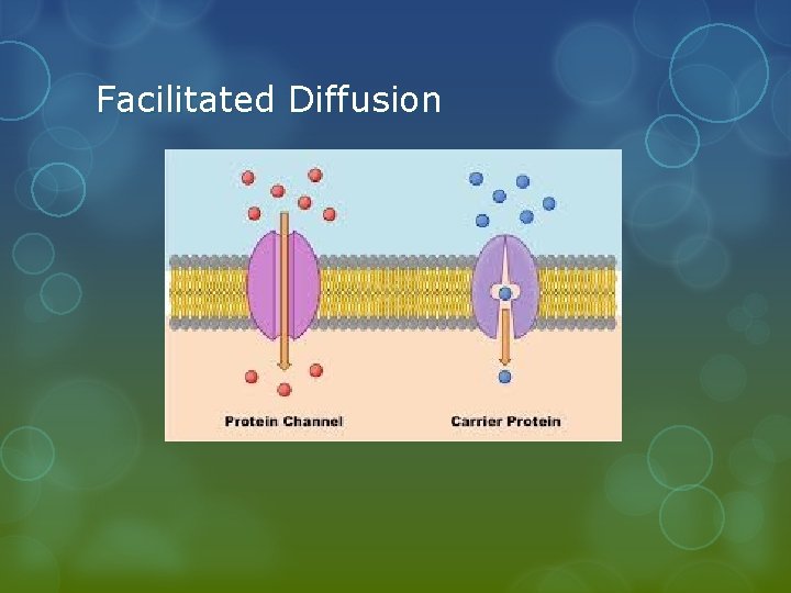 Facilitated Diffusion 