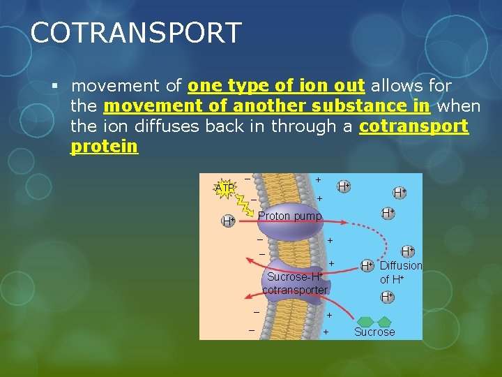 COTRANSPORT § movement of one type of ion out allows for the movement of