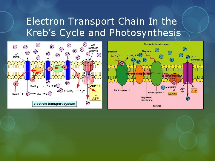 Electron Transport Chain In the Kreb’s Cycle and Photosynthesis 