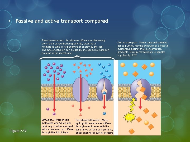 § Passive and active transport compared Passive transport. Substances diffuse spontaneously down their concentration