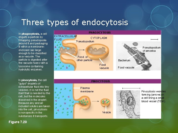 Three types of endocytosis In phagocytosis, a cell engulfs a particle by Wrapping pseudopodia