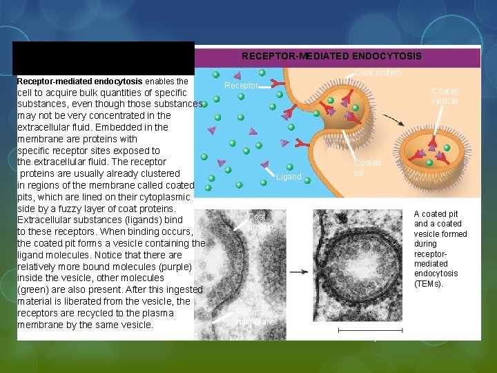 RECEPTOR-MEDIATED ENDOCYTOSIS Receptor-mediated endocytosis enables the cell to acquire bulk quantities of specific substances,