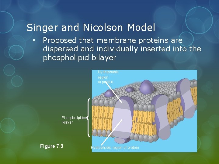 Singer and Nicolson Model § Proposed that membrane proteins are dispersed and individually inserted
