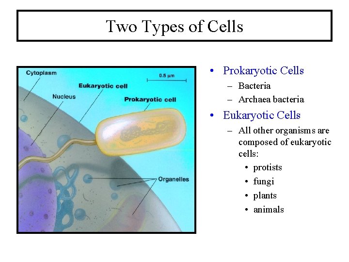 Two Types of Cells • Prokaryotic Cells – Bacteria – Archaea bacteria • Eukaryotic