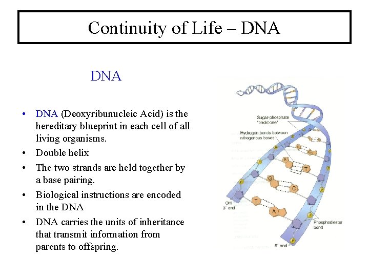 Continuity of Life – DNA • DNA (Deoxyribunucleic Acid) is the hereditary blueprint in