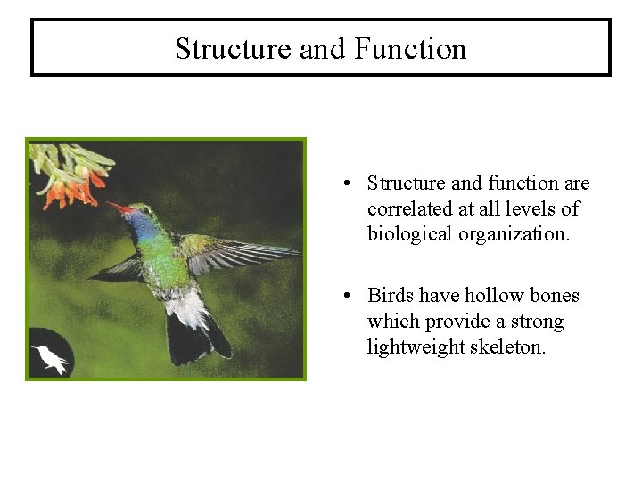 Structure and Function • Structure and function are correlated at all levels of biological